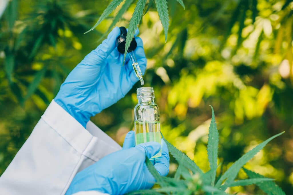 Cannabis in bester Qualität