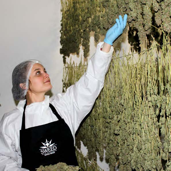 Cannabis in bester Qualität