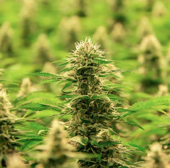 Cannabis in bester Qualität